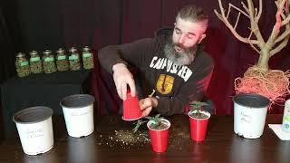 Day 17, Transplanting Cannabis and taking care of the roots.