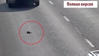 Водитель спас котенка, оказавшегося на проезжей части