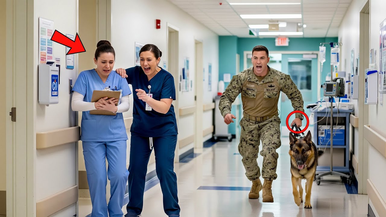 Bullies Humiliated the Rookie Nurse — Until a Navy SEAL and His German Shepherd Did the Unbelievable