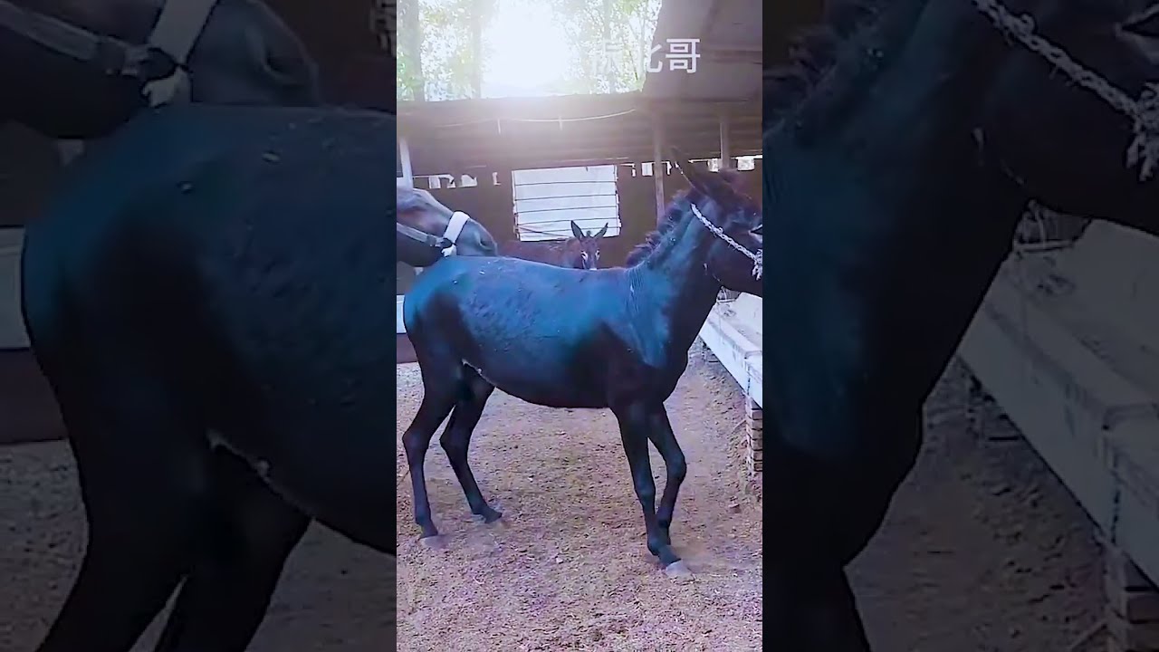 Donkeys Live Among And Horses 94