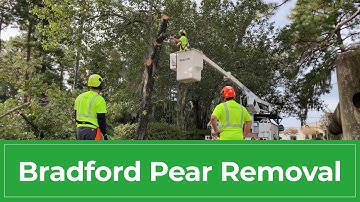 Bradford Pear Removal