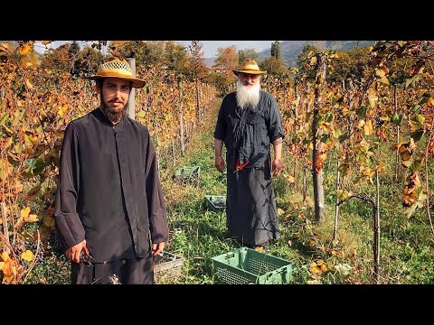 მონასტრული რაჭული მევენახეობის შესახებ