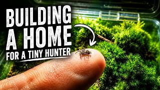 Raising Baby Shelob — Moss Bioactive Terrarium Build for a Tunnelweb Spiderling