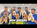 New puppies special  best price pet shop  pure breed dogs  hyderabad