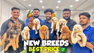 New Puppies Special ‍ Best Price Pet Shop | Pure Breed Dogs | Hyderabad