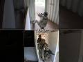 How Would You Enter This Room? #airsoft #military #shorts
