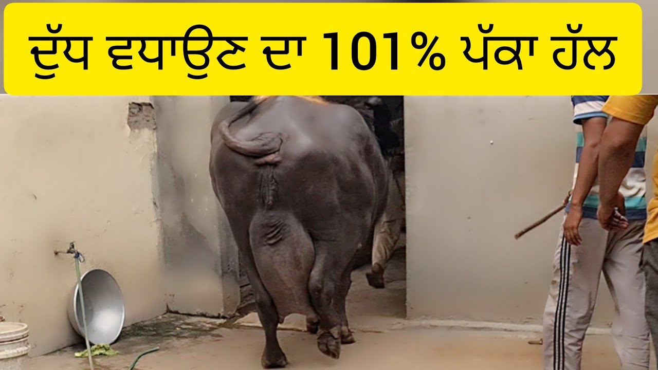 ਦੁੱਧ ਵਧਾਉਣ ਦਾ 101% ਪੱਕਾ ਹੱਲ ਵੀਡੀਉ ਧਿਆਨ ਨਾਲ ਦੇਖਣਾ