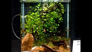 Aquatic Experience 2016 Aquascape Competition