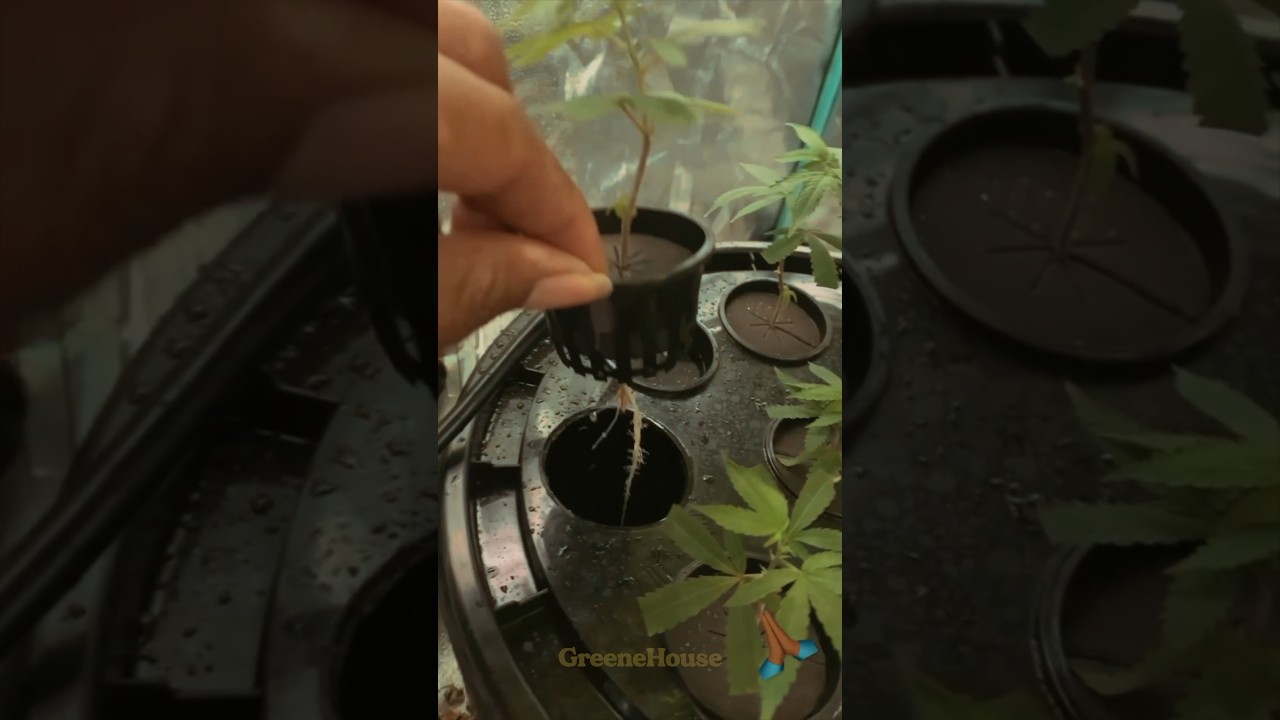 Growing from seed is fun, but growing from clone is FASTER! Let make a DIY Aeroponic Cloning Machine