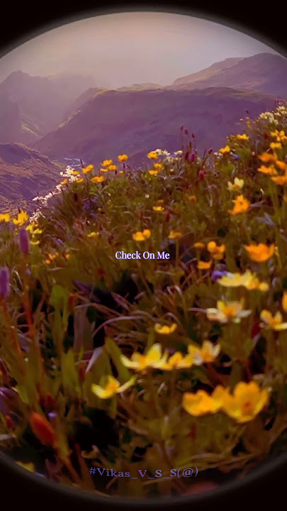 I've Been Drinking More Alcohol X Main Hosh Tu Nasha Lyrics Song Status || WhatsApp Status || #love