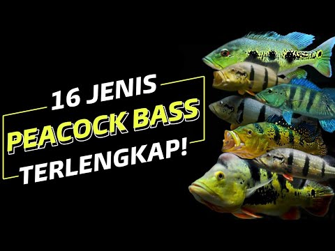 Video: Dari mana ikan bass Chili berasal?