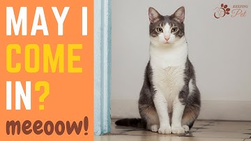 Understanding Your Cat