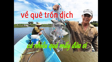 Về Cà Mau trốn dịch, theo cha giăng lưới cá phi dưới vuông - Đất Mũi Vlog 74