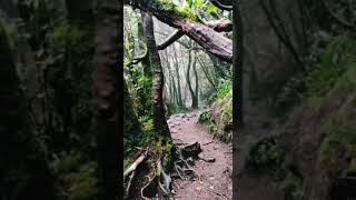 Download Lagu Suara burung dihutan amazon #short #viral #shortsfeed #shortvideo MP3