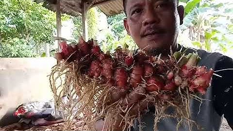 PANEN JAHE MERAH SUPER UMUR 8 BULAN