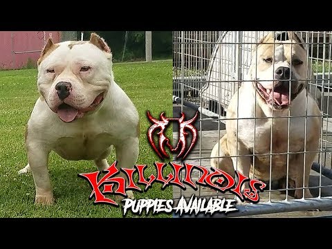 american-bully-puppies-for-sale-from-the-world-famous-killinois-kennels