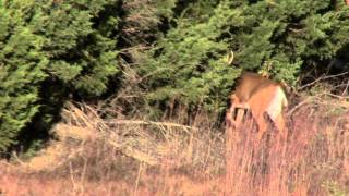 2011 Bucks of Tecomate Episode 6 - Original Management Minute new.mov