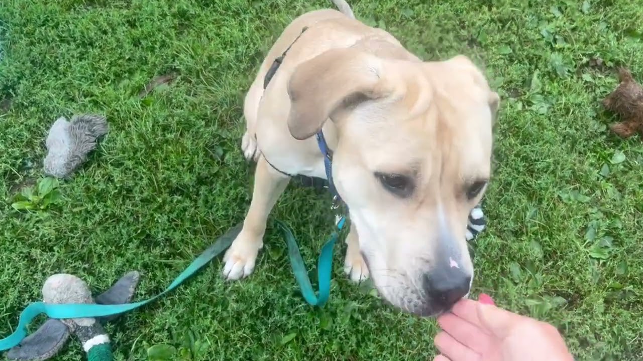 ADOPTED! Elsie - sweet doggo who just wants to love you