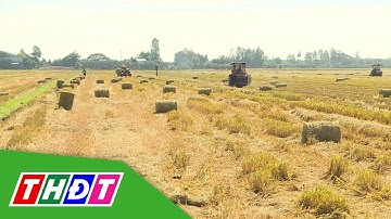 Nông dân Đồng Tháp tăng cường mang rơm ra khỏi đồng ruộng | THDT