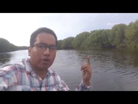 Video: En un estuario la salinidad del agua aumenta a medida que?