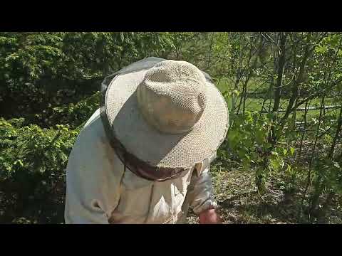 Видео: Подставляем  рамки с  вощиной и " сушь " , до  полного  гнезда .