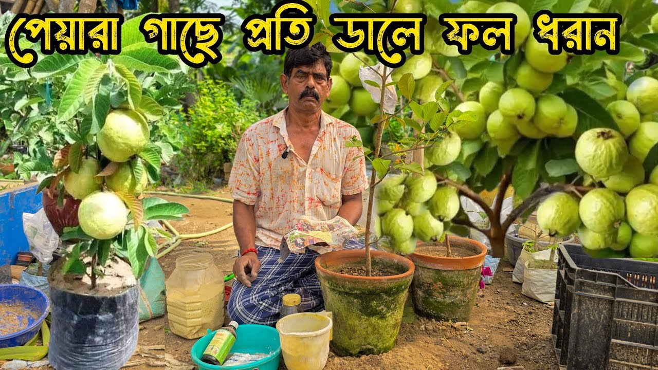 পেয়ারা গাছে প্রতি ডালে ফল ধরান