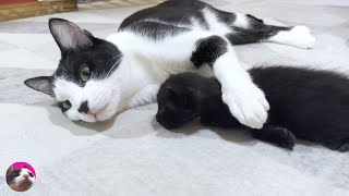 The first meeting between a tiny kitten and miracle older cat Mu was filled with kindness and love by ねこぱんちParaguay 294,770 views 3 months ago 12 minutes, 21 seconds