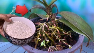 : Just sprinkle 1 teaspoon! Each orchid grows thousands of beautiful flower branches