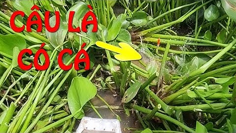 🐟Fishing 182🐟Chia Sẻ Cách Câu Cá Nổi Trong Đám Lục Bình Dễ Kiếm Cá Nhất🐟