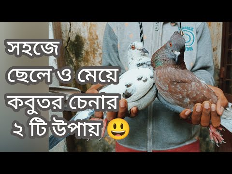 ভিডিও: কীভাবে একটি পুরুষ কাঠ কবুতরকে একটি মহিলা থেকে বলবেন?