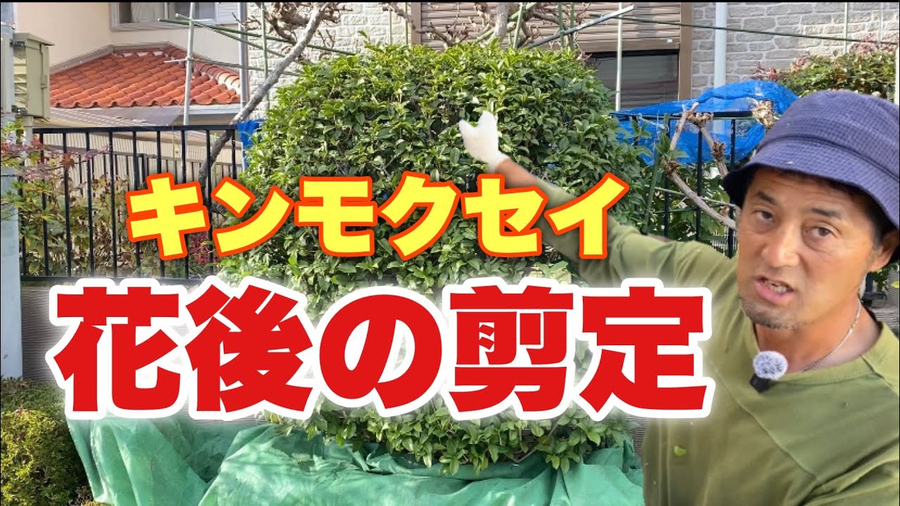Pruning sweet osmanthus after flowering] A simple pruning method