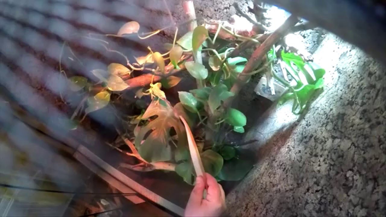 Chamäleon schießt Steppengrille in Zeitlupe II