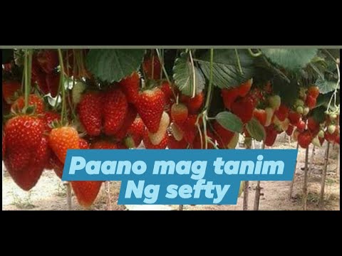 Video: Hindi Karaniwang Paglilinang Ng Strawberry