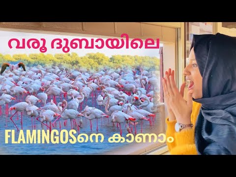 ദുബായിലെ അരയന്നങ്ങൾ – Flamingos in Dubai – Ras Al Khor Wildlife Sanctuary | Malayalam Vlog | Vlog 32