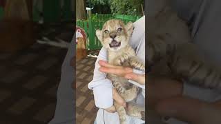 🦁🦁🦁 WOW!!! adorable baby #lioncub #lion #kitten #foryou #fpy #cute #kitty Resimi