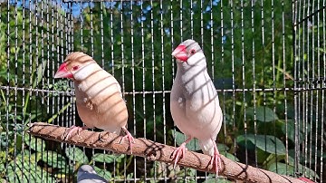 Wonderful java sparrows sing song melody so good and cool. You use this to train your bird sing. 