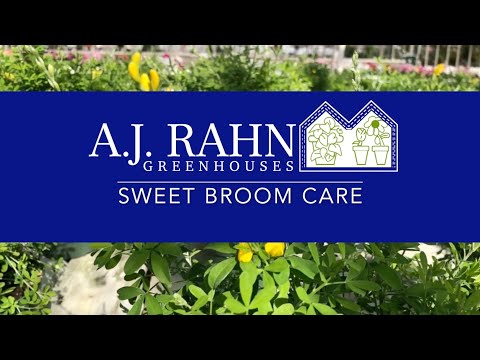 Video: Sweet Broom Info: Gojenje grmovnice Sweet Broom v pokrajinah