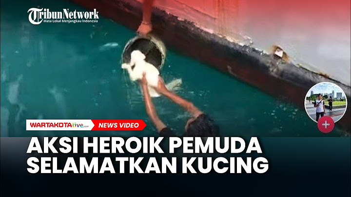 Viral Aksi Heroik Pemuda Ceburkan Diri ke Laut Demi Selamatkan Kucing