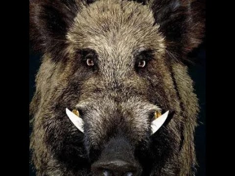 ЧТО ДЕЛАТЬ ПРИ ВСТРЕЧЕ ДИКОГО КАБАНА ИЛИ ЛОСЯ.