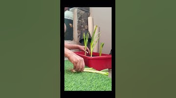 Thumbnail of MENANAM DAUN BAWANG DARI PASAR, EMANG BISA❓#sayur #sayuran #garden #gardening #berkebun #daunbawang
