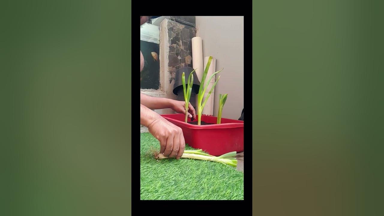 MENANAM DAUN BAWANG DARI PASAR, EMANG BISA❓#sayur #sayuran #garden #gardening #berkebun #daunbawang