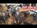 عمر فطام  الجديان و العلف المناسب ونصائح أخرى