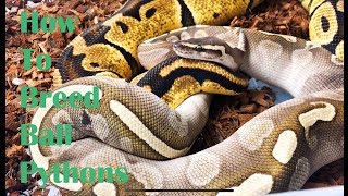 How to Breed Ball Pythons! The UC Way.