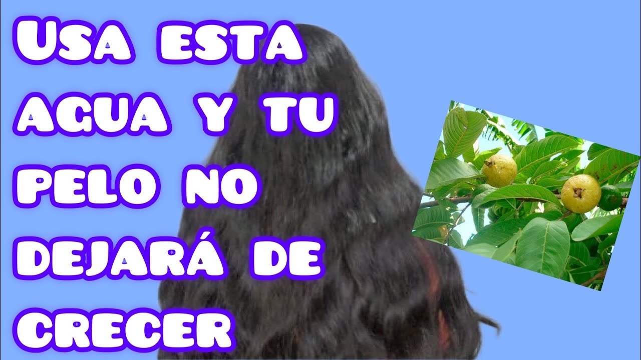 Utiliza la HOJA de GUAYABA luego de LAVAR tu CABELLO y notaras como