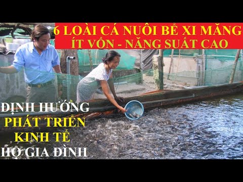 Video 6 loài cá nuôi trong bể xi măng ít vốn năng suất cao... - youtube
