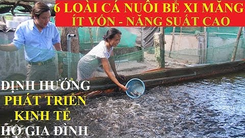 6 loài cá nuôi trong bể xi măng ít vốn năng suất cao định hướng phát triển kinh tế hộ gia đình