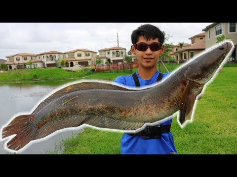 Catching GIANT snakehead in South Florida!! - How to catch