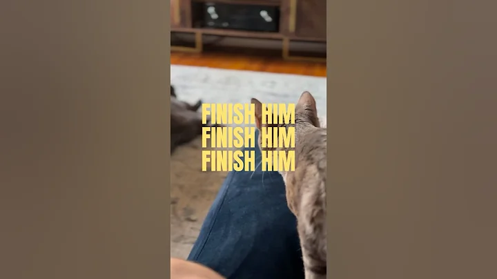 Video 7838961: british cat, fluffy british, funnycats fluffy