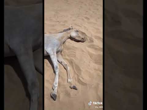 لا حول ولا قوه الا بالله سوء التغذية