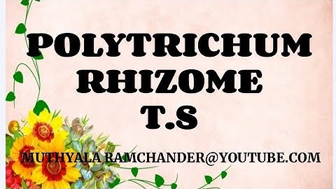 polytrichum rhizome t.s
